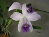 Laelia Amoena var. coerulea